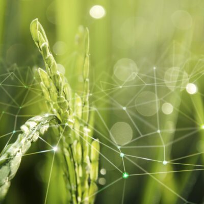 Agriculture IoT with rice field background 5 Star Medley Freeze-Dried Bearded Dragon Treats
