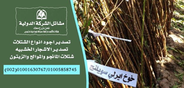 مشاتل الشركة الدوليةInternational Company Nurseries